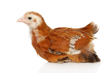 Brown Chick on White Background