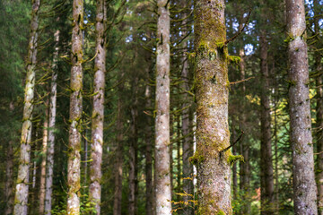 Pine Forest in Black Forest, Schwarzwald, Germany