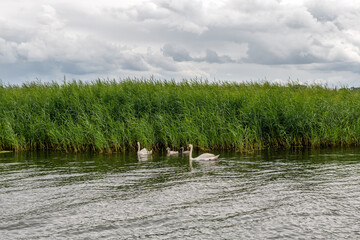 rodzina łabędzi nieopodal brzegu porośniętego ogromnymi trawami. Woliński Park Narodowy, Polska © Kamil_k2p