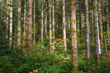 Fototapeta premium Pine Forest in Black Forest, Schwarzwald, Germany