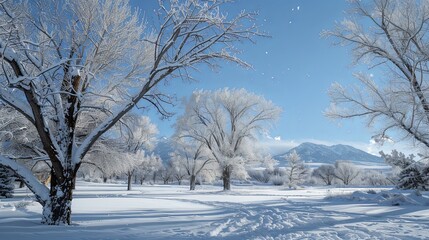 Fototapeta premium Tranquil Winter Wonderland Snow Covered Pines and Serene Sky