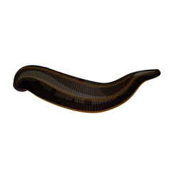 Black leech vector illustration isolated on white background