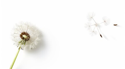 A detailed dandelion with seeds ready to disperse, isolated on a white background, perfect for advertisements with ample copy text space