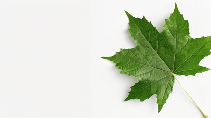 A detailed maple leaf with prominent veins, isolated on a white background, perfect for botanical illustrations with ample copy text space