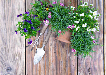 directly above view on Rake and gardening shovel among potted flowers on wet wooden table after rain