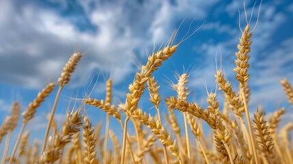 Fototapeta premium Golden wheat field under sunny blue sky, Rural scenery with shining sun above wheat field, Bright summer sun over ripe wheat crop.