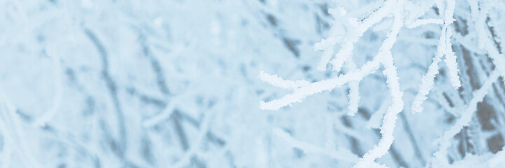 Snow and rime ice on the branches of bushes. Trees covered with hoarfrost. Plants in the park are...