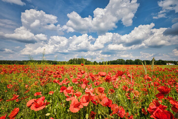 Mohn - Ecology - Beautiful summer day. Red poppy field. - Flowers Red poppies blossom on wild field. - High quality photo	