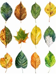 Fototapeta premium Multi-colored leaves on white background