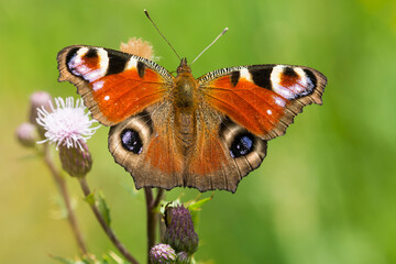 Tagpfauenauge beim Sonnenbad auf einer Distel