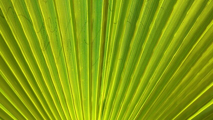 Vibrant Green Palm Leaf Texture Close-Up Natural Light