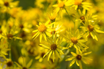 Jakobs-Greiskraut (Senecio jacobaea)