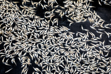 High angle view of a group of dead sardines on water surface of the sea by environmental pollution at Masanhappo-gu near Changwon-si, South Korea
