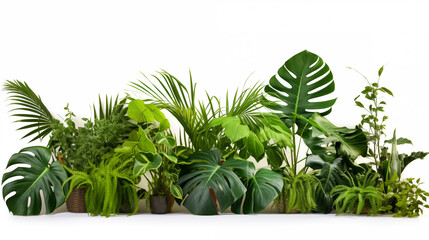 Beautiful lush green tropical plants (monstera, palm, rubber plant, pine and fern) isolated on white background.