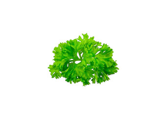 parsley vegetable isolated on white background