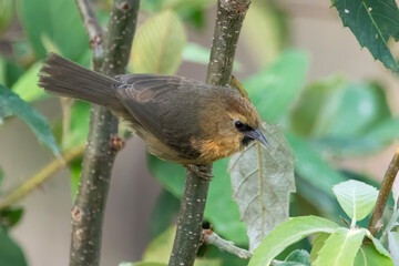 black-chinned babbler or Cyanoderma pyrrhops in Binsar in Uttarakhand, India
