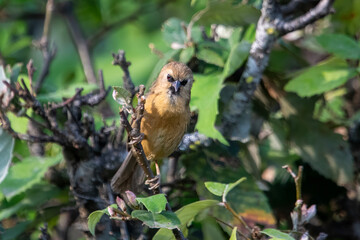 black-chinned babbler or Cyanoderma pyrrhops in Binsar in Uttarakhand, India