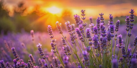 Naklejka premium Bush of lavender flowers glowing in the warm light of the setting sun, lavender, flowers, sunset, bush, lavender field