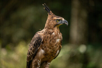 Portrait of a Javan Hawk Eagle , Indonesian National bird, Threatened Species