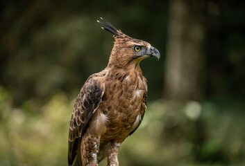 Portrait of a Javan Hawk Eagle , Indonesian National bird, Threatened Species