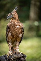 Portrait of a Javan Hawk Eagle standing on a Falconry glove , Indonesian National bird, Threatened Species