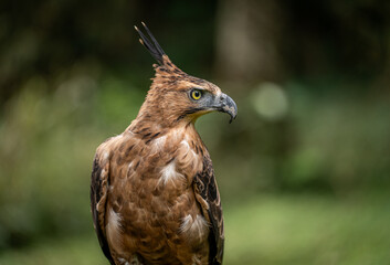 Portrait of a Javan Hawk Eagle , Indonesian National bird, Threatened Species