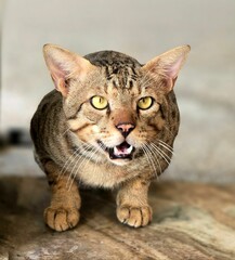 A stunning photo of a cute cat captured with my Samsung Galaxy S24 Ultra! 📸🐈 #CatLover #SamsungGalaxyS24Ultra #Photography