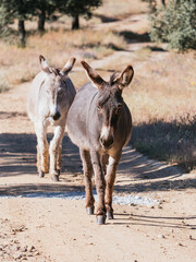 Two Donkeys Walking on Dirt Path