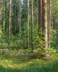 Sunlit forest with tall trees and green undergrowth. Nature photography capturing woodland scenery.