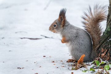 Portrait of a squirrel in winter on white snow background