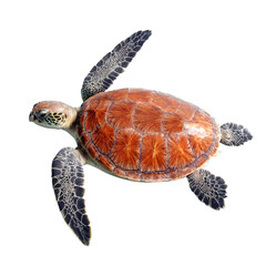 Green sea turtle isolated or hawksbill sea turtle swimming. Sea turtle animal illustration