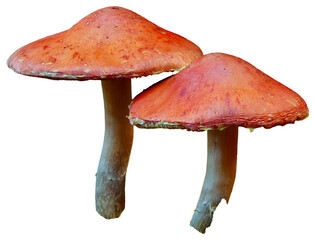 Two red mushrooms with textured caps