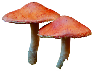 Two red mushrooms with textured caps