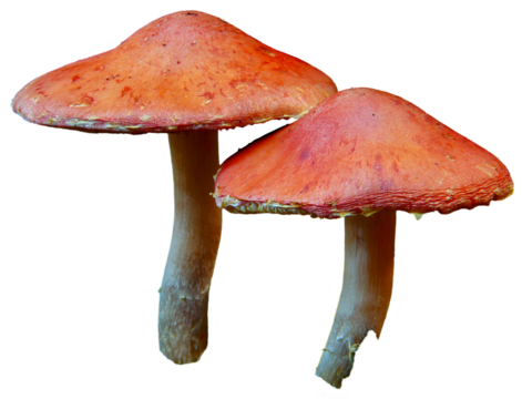 Two red mushrooms with textured caps