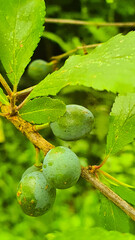 Green sloe fruits on a branch. Blackthorn, or prickly plum (lat. Prúnus spinosa)