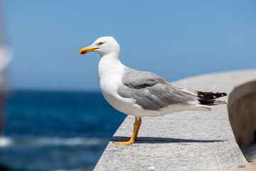 A seagull is perched on a stone ledge overlooking a calm blue sea, appearing relaxed in the bright, clear weather. The bird has white and gray feathers with a yellow beak.