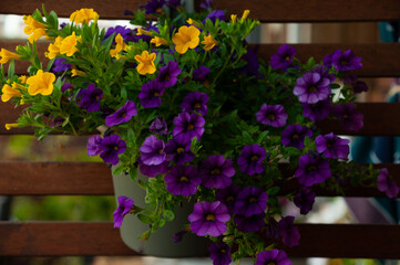 Calibrachoa Million Bells Series - Mini petunia.Yellow and purple Calibrachoa in a hanging pot.Mini petunia close-up.