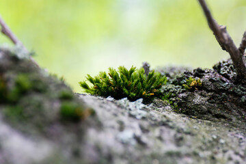 small moss growth on a tree branch