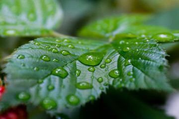 photo of a leaf with water droplet