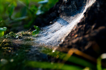 thick spider web on a tree