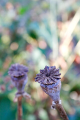 photo of dry poppy heads