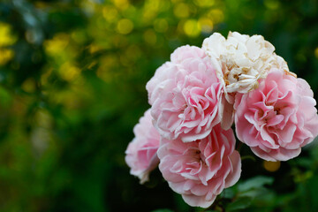 photo of pink roses in the garden with green background