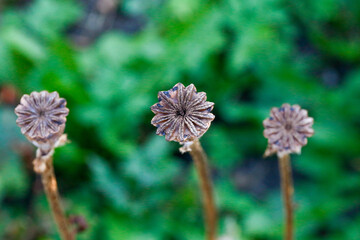 photo of dry poppy heads