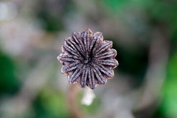 photo of dry poppy heads