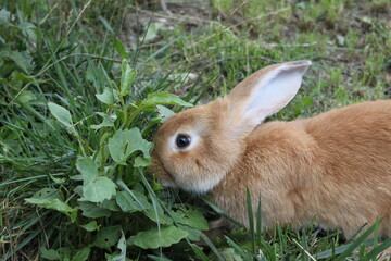 rabbit in the grass