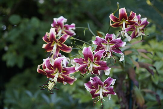Red oriental lilies, Lilium. Hanover Berggarten, Germany.