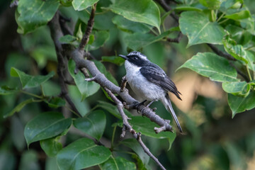 male grey bush chat or Saxicola ferreus in Binsar, Uttarakhand, India