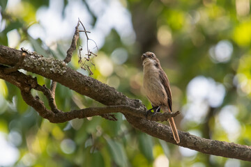 female grey bush chat or Saxicola ferreus in Binsar, Uttarakhand, India