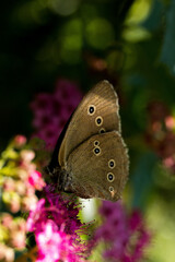 brown butterfly sitting on a flower