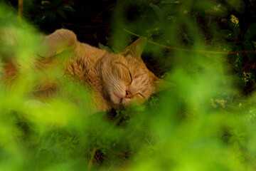 cat relaxing in the nature